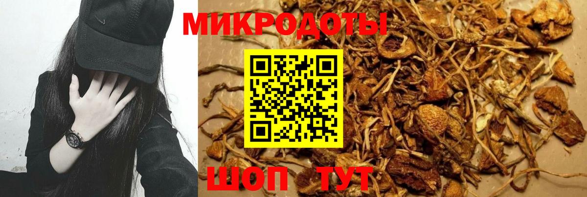 Псилоцибиновые грибы Psilocybe Тулун